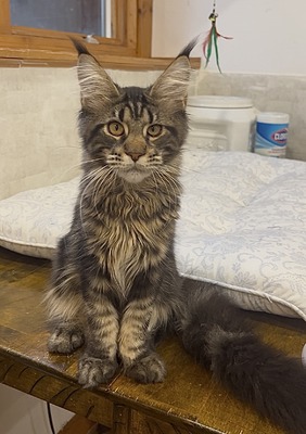 Liam brown tabby male/ reserved for TJ Cooper/  sold  