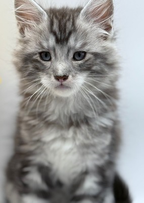 Rum silver male blue eyes/ reserved for Mike and Debra / sold