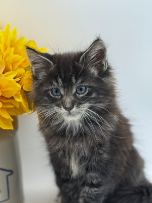 Kahlua blue eyes male / reserved for Mike and Debra / SOLD
