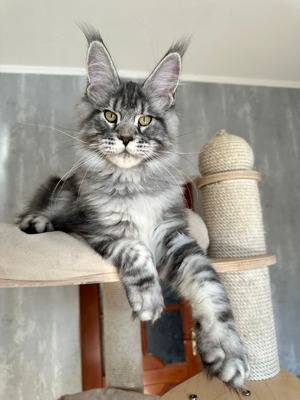 Milky silver male neutered / reserved for Kimberly/ SOLD