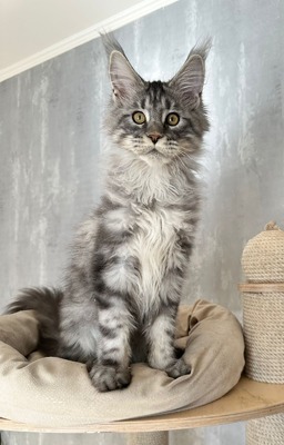 Nikolas silver male neutered / reserved for Robin/SOLD