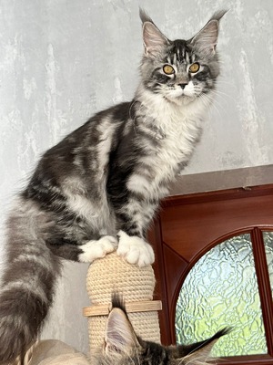 Nelly silver with white female spayed/ reserved for Carly/ sold