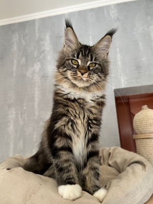 Nancy brown with white female spayed / reserved for Jill/SOLD