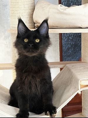 Olivia black female/ reserved for Lisa/ SOLD