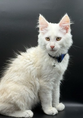 Whiskey male/ sold