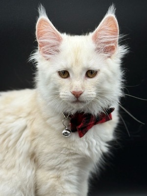 Brandy cream female (not spayed)/ sold