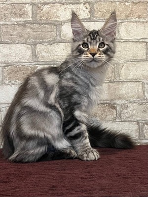 Tuman neutered male / reserved for Maria / SOLD