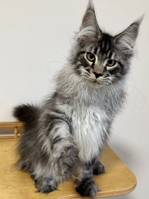 Teddy neutered male/ reserved for Kelly / SOLD