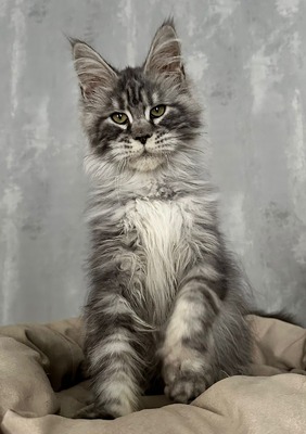 Tilda spayed female/ SOLD