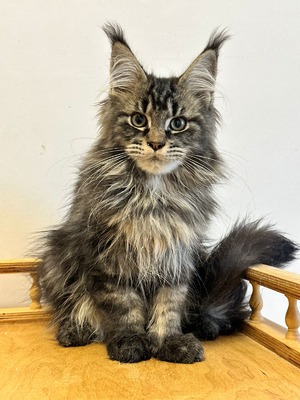 Eddie male / available