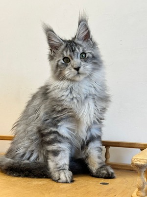 Markus male neutered/ reserved for Becky/ sold  