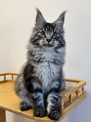 Michelle female spayed/ reserved for Jeanette/ SOLD
