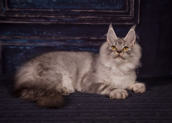 Anais female spayed/ available