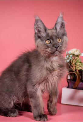 Baxter blue neutered male / reserved for a Jordan/ sold  