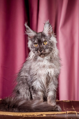 Caesar male neutered / reserved for Margaret/ SOLD