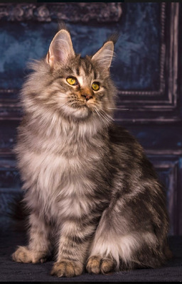 Anna female spayed /reserved for Alexandra/ sold  