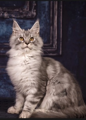 Ariel female spayed / reserved for Jason 