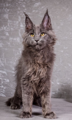 Comet Blue male neutered/ reserved for Erica/ Sold
