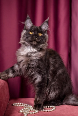 Cosmo male neutered / reserved for Jessie/ sold  
