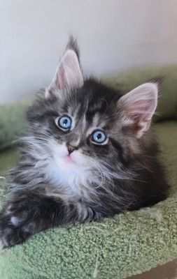 Simon blue eyes male/ reserved for April 