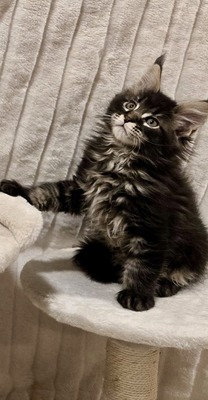 Porter male/ available