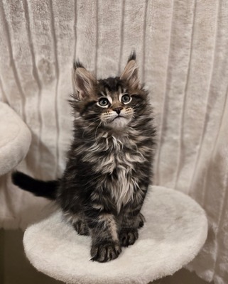 Martin male/ available