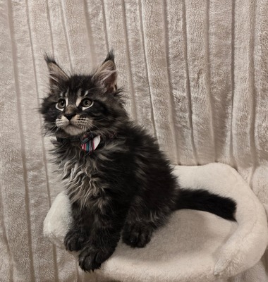 Gary male / available