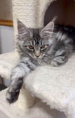 Loki  silver male/ reserved for Todd/ sold