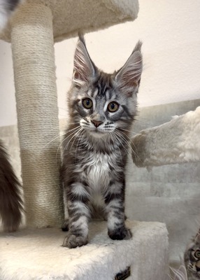 Amy silver Femsle/ reserved for Amy 