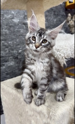 Aladdin silver male / reserved for Mackenzie/sold 