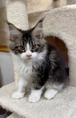 Antony   bicolor male  / reserved for Morgan /SOLD