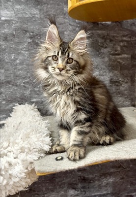 Betty brown female /reserved for Abraham/ SOLD