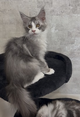 Blanka  bicolor female/reserved for Susan/ sold 