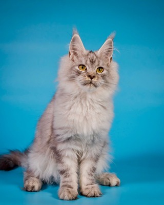 Anais female spayed/sold to Alexis