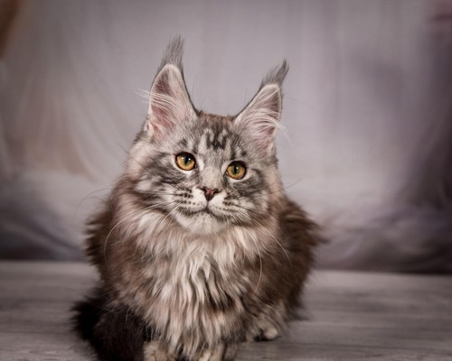 Alina silver spayed female / reserved for Rachael / SOLD