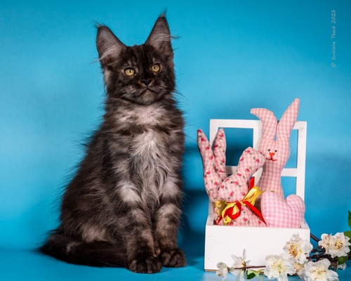 Bonnie black smoke  female spayed / reserved for Debra / sold 