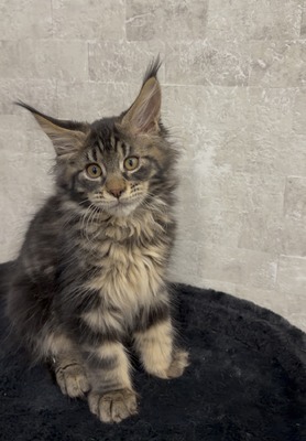 Jordan brown tabby male / available