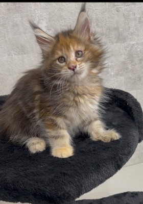 Poppy female/ reserved for Susan