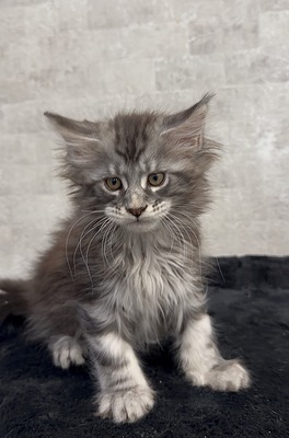 Jambo silver male / available