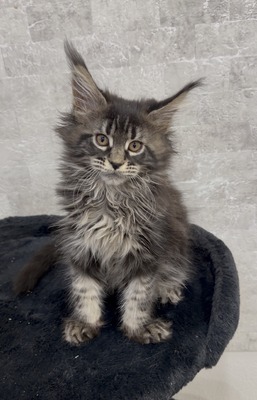 Jerry  male / reserved for Troy / SOLD