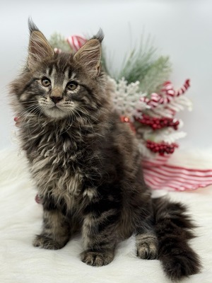 Simon  male/ reserved for Theo / sold 