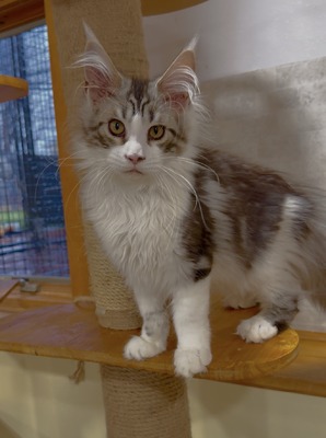 Brooke female / available