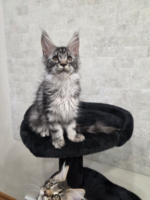 Juliet silver female / reserved for Lori and Mark/ sold 