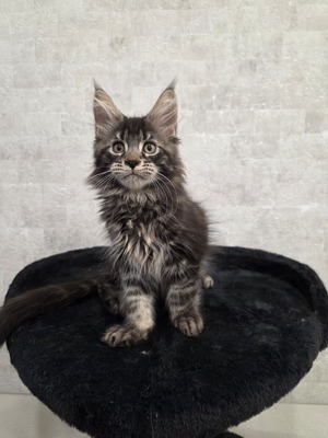 Jose female/ available 