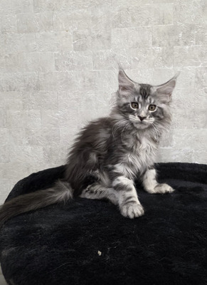 Jambo silver male / reserved for Brandon /sold