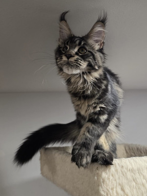 Spencer male  (eyelid /partial sight defect on one eye)/ sold to  Marissa