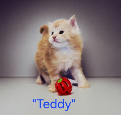 Teddy blue eyes male / available
