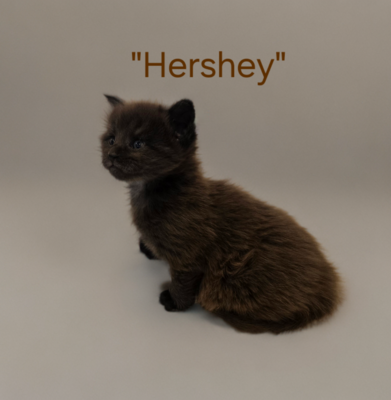 Hershey chocolate male / available