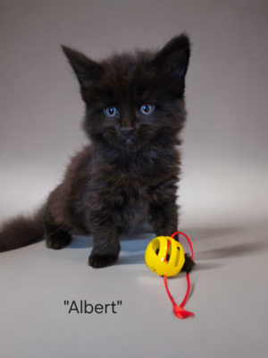 Albert male/ available