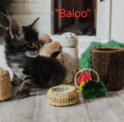 Baloo male/ available